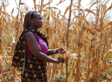 Climate change will affect crop yields (Photo: CIMMYT/flickr)