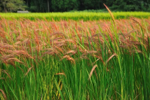 Red rice paddy field in Japan (Photo: CC0)