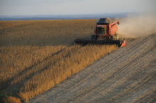 Soybeans - one of the Big Four (Photo: CC0)