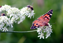 Butterflies are in decline (Photo: CC0)