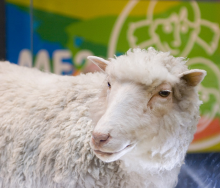 Dolly, the first cloned sheep (Photo: Gary Henderson/flickr)
