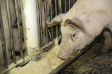 Forest are cleared to grow feed (Photo: United Soybean Board)