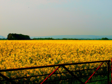 Scotland is to remain GMO-free (Photo: B4bees/flickr.com)