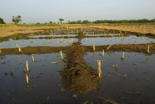 Irrigated fields in Nigeria (Photo: Arne Hoel / World Bank)