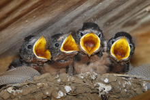 Hungry for insecticide-free food (Photo: Alan Vernon/flickr)