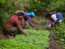 Small farmers from Meru County, Kenya, practicing agroecology (Photo: Peter Lüthi/Biovision)