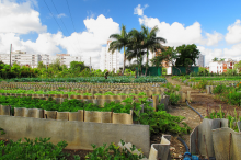 Cuban urban agriculture (Photo: Melody Breaker/flickr)