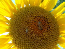 Pollinators which are curcial for food security (Photo: A. Beck)