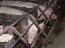 We must discourage livestock rearing practices that depend on antibiotics (Photo: CC0)