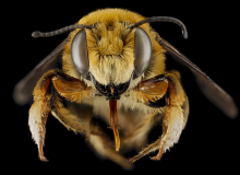Bee at risk: Megachile fortis (Photo: USGS Bee Inventory and Monitoring Laboratory)