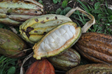 Organic cocoa in Bolivia (Photo: FiBL, Laura Armengot)