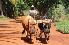 Replacing machinery with oxen (Photo: CC0)