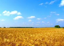 Russia and Ukraine are major wheat exporters (Photo: CC0)