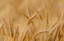 Global cereal prices increased by 6% in May (Photo: CC0)