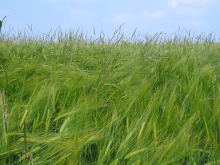 Black-grass in a barley crop (Photo: CC0, bit.ly/Alop, bit.ly/cc-by-sa30)