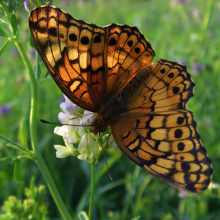 Moths and butterflies have declined by 35% on average (Photo: Evan Leeson/Flickr)