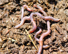 Glyphosate reduces the activity of earthworms (Photo: Will Merydith/flickr)
