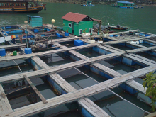 Fish farm in Vietnam, Ha Long Bay (Photo: denthewise/Flickr)