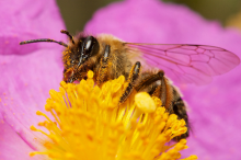 Busy bee at work (Photo: David Farquhar/flickr)