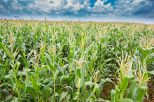 90% of South Africa’s maize is GM (Photo: Pascal Parent/flickr)