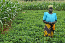 Malawian farmer: Africa could feed itself, Worldbank says (Photo: T. Samson/CIMMYT)