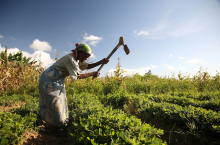 Farmer in Malawi, one target country of the initiative (Photo: ILRI/Mann)
