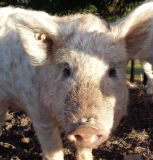 The Mangalica pig was almost extinct (Photo: A. Beck)