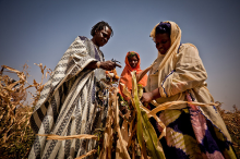 Ongoing drought has affected maize crops in Mauritania (Photo: Oxfam International)