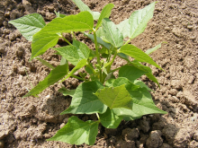 Pulses combine with soil in a unique symbiosis (Photo: CC0)