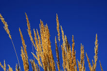 Modest decline in wheat prices (Photo: compscigrad)