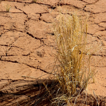 Droughts hit agriculture hard (Photo: arbyreed/Flickr.com)