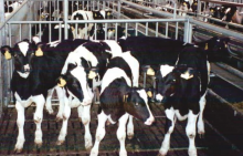 Cattle - a contributor to climate change (Photo: Compassion in World Farming)
