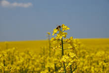 Bee in a rapeseed field (Photo: CC0)