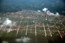 Land clearing for oil palms, Photo: Wakx/Flickr.com