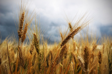 Consumers in many countries depend on cereal from Ukraine and Russia (Photo: CC0)