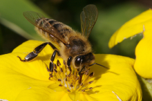 Pesticides pose a risk to honey bees (Photo: Mamboman1)