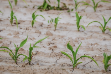 Droughts will affect yields (Photo: CC0)