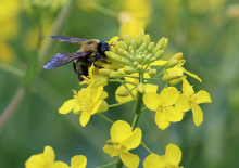 Neonics pose a threat to insects (Photo: CC0)