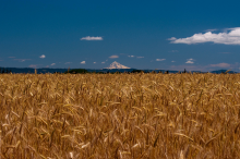 Wheat field in Oregon (Photo: WebbShots/flickr.com)