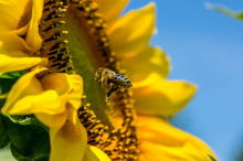 Be nice to bees (Photo: CC0)