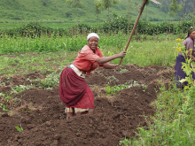 Goal 2 focuses on agriculture (Photo: Jan Beniest/flickr)