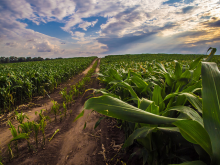 Producing more food on less land won't feed the poor (Photo: David Cornwell/flickr)