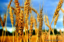 Farming has a long tradition (Photo: Bernat Casero/flickr.com)