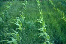 Superweeds infest a corn field (Photo: One Penny sheet)