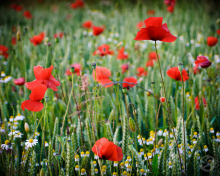 Poppy in organic wheat field (Photo: Michelle Jones/Flickr)