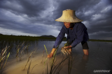 Thai rice farmer (Photo: Greenpeace / Athit Perawongmetha)