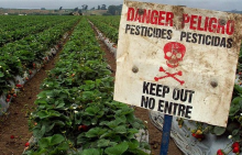 Strawberries are on the Dirty Dozen list (Jerry Burke/flickr)