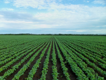 GM soybeans grow on 95.9 million hectares worldwide (Photo: CC0)