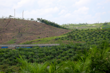 Land cleared for oil palms (Photo: Mokhamad/CIFOR)
