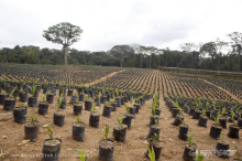 Oil palm nursery in Cameroon (Photo: Jan Stok/Greenpeace)